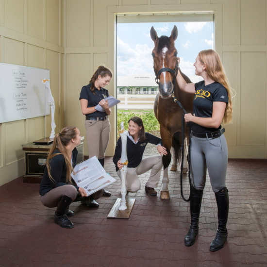 Equestrian studies student experience SCAD